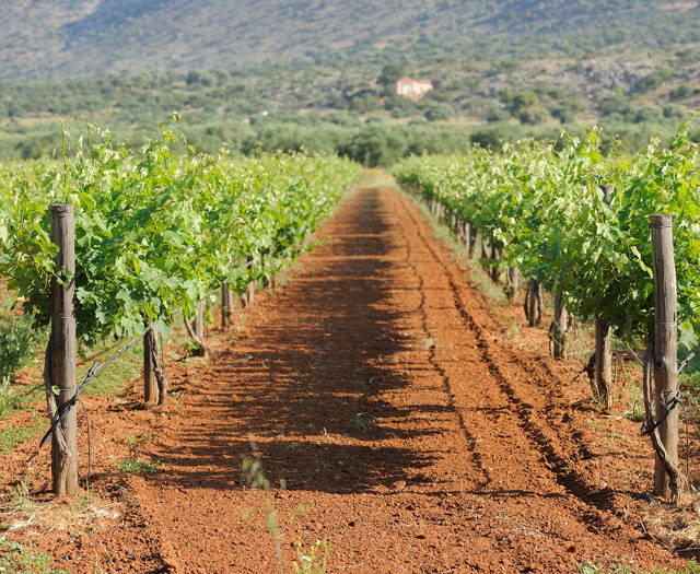 Αμπελώνας Crete Wine Paths