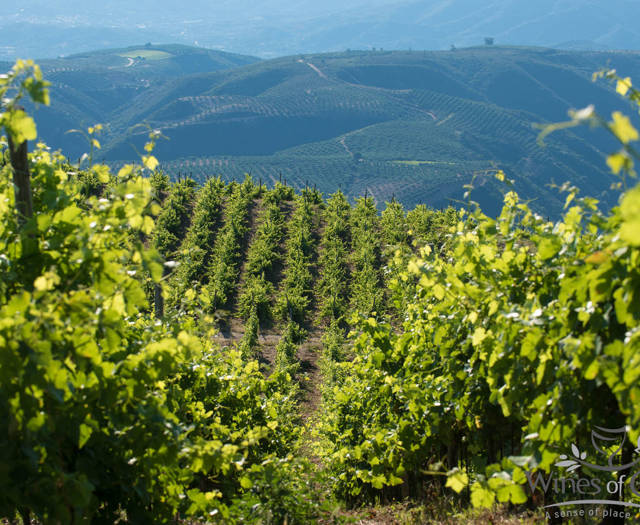 Αμπελώνες Crete Wine Paths