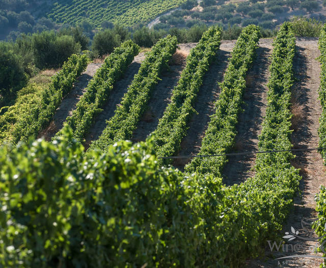 Αμπελώνες Crete Wine Paths