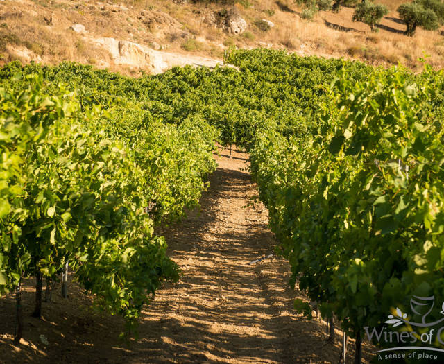 Κοντινή λήψη από τους αμπελώνες Crete Wine Paths