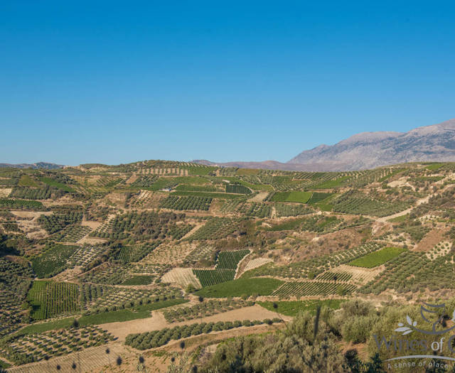 Αμπελώνες Crete Wine Paths