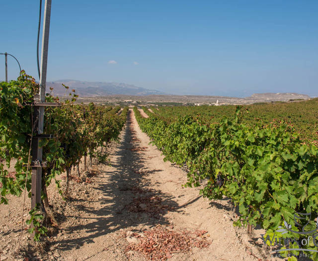 Αμπελώνας Crete Wine Paths