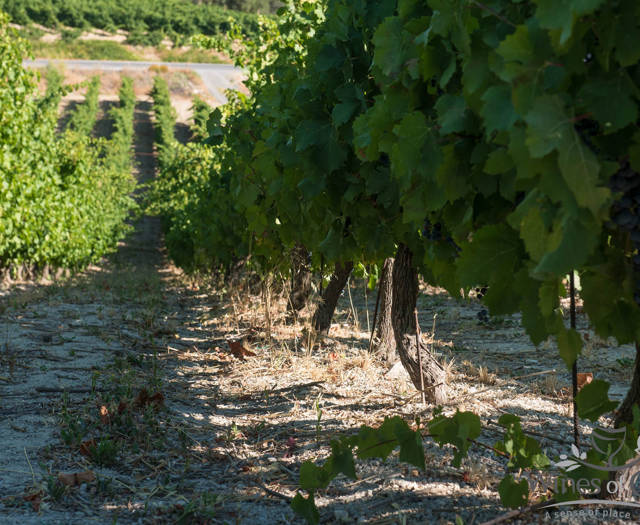 Κοντινή λήψη από τους αμπελώνες Crete Wine Paths
