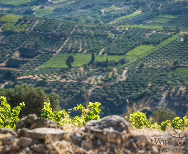 Αμπελώνες Crete Wine Paths