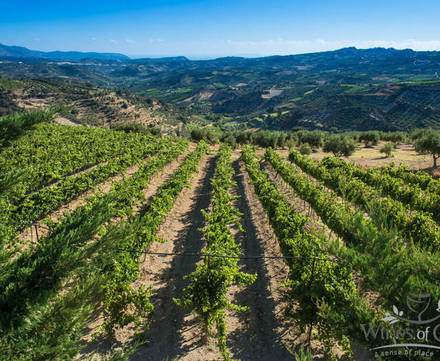Αμπελώνες Crete Wine Paths