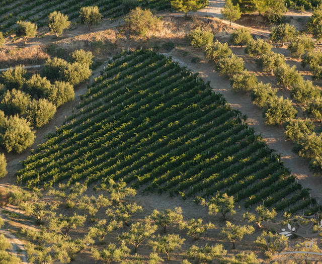 Αμπελώνας Crete Wine Paths