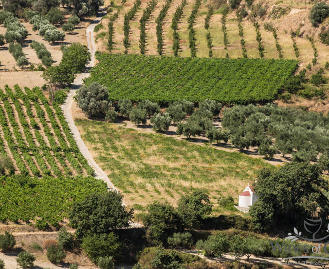 Αμπελώνες Crete Wine Paths και ένα εκκλησάκι να αχνοφαίνεται πίσω από ένα δέντρο