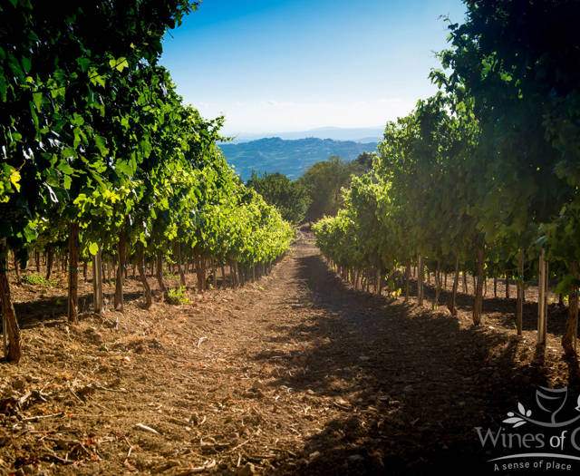 Εσωτερικό μονοπάτι Αμπελώνα Crete Wine Paths
