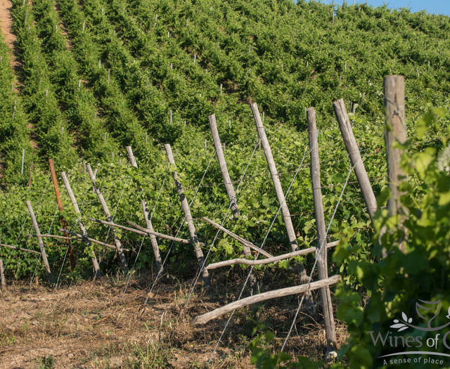 Αμπελώνας Crete Wine Paths