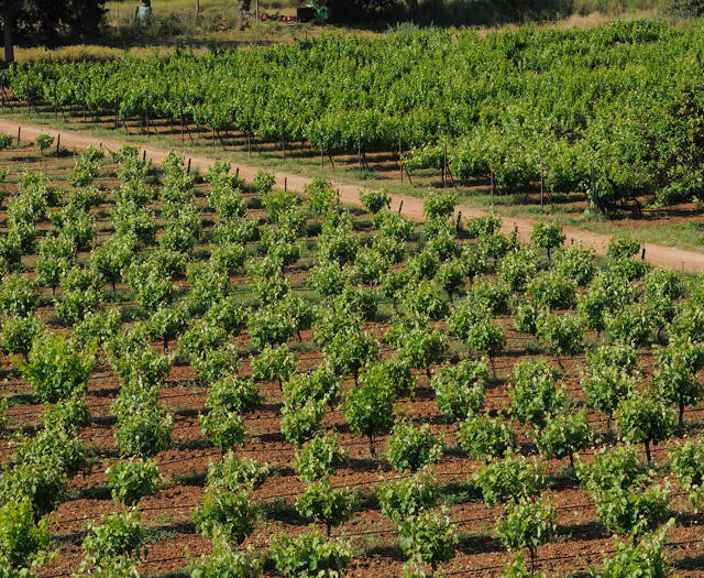 Αμπελώνες Crete Wine Paths