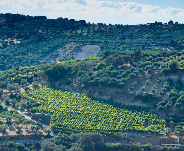 Αμπελώνες Crete Wine Paths
