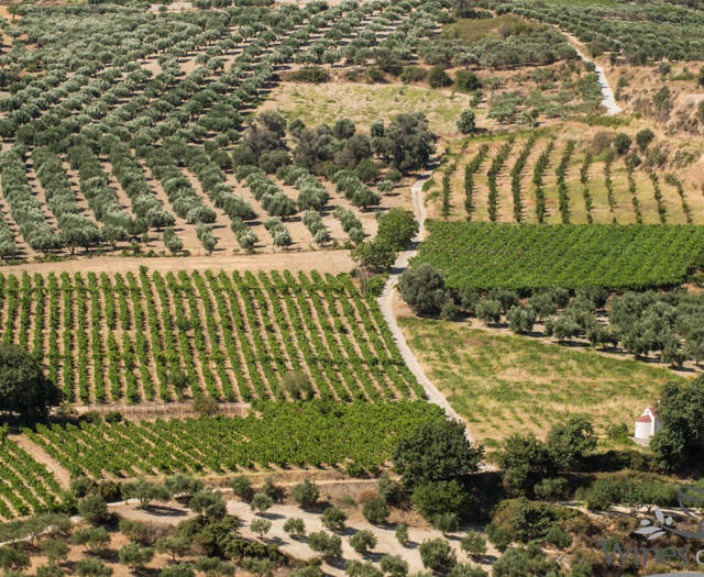 Αμπελώνες Crete Wine Paths