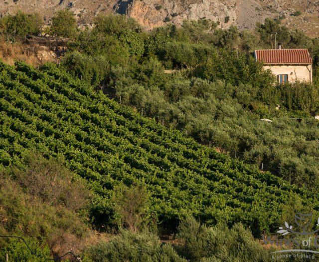 Αμπελώνες Crete Wine Paths