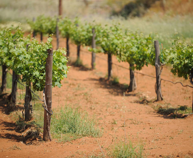 Αμπελώνας Crete Wine Paths