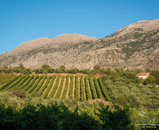 Αμπελώνας Crete Wine Paths και ένα βουνό στο υπόβαθρο