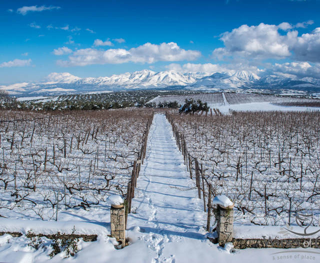 Αμπελώνες Crete Wine Paths καλυμένοι με χιόνι