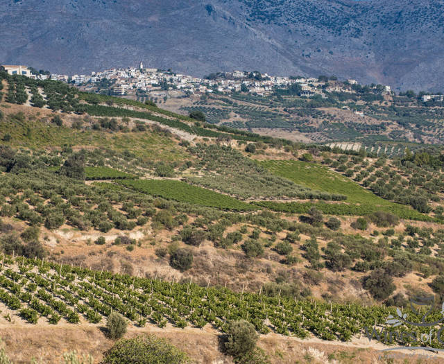Αμπελώνες Crete Wine Paths