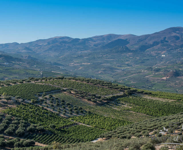 Αμπελώνες Crete Wine Paths