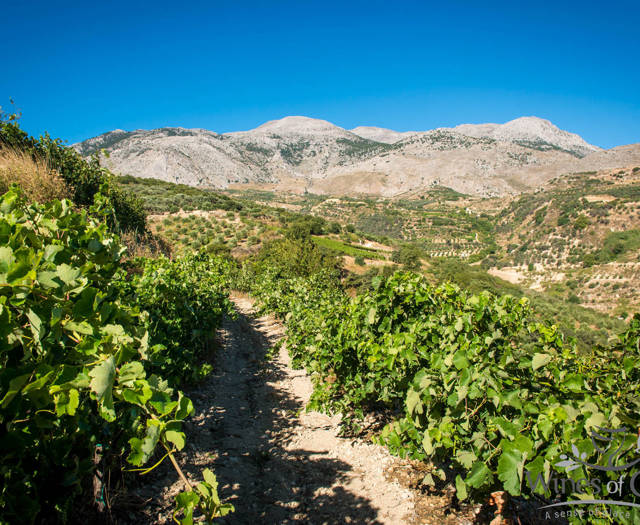 Αμπελώνες Crete Wine Paths
